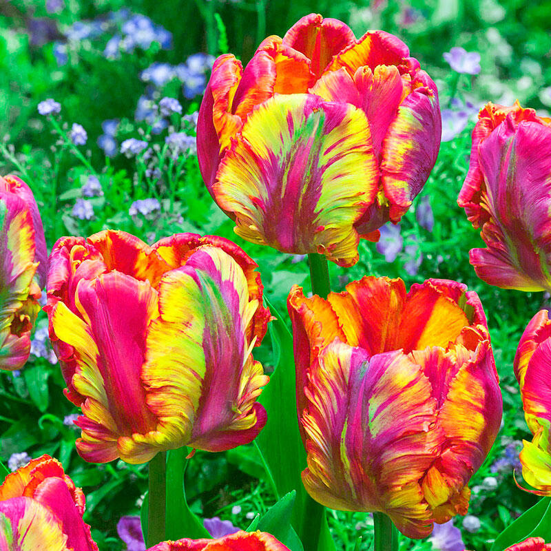 Rainbow Parrot Tulip - KibrisPDR