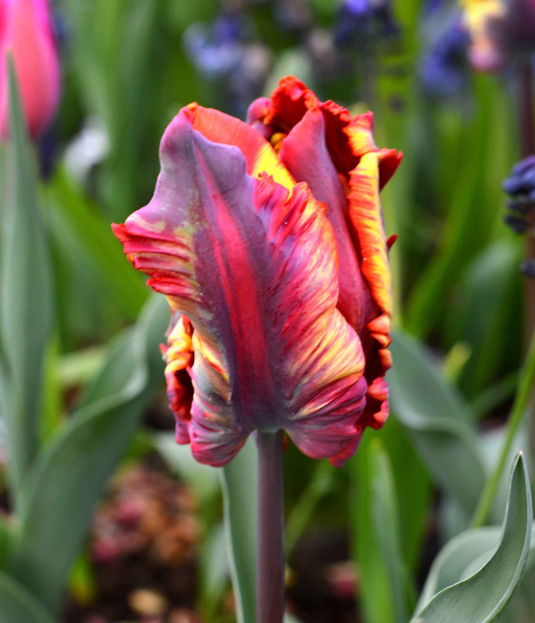 Detail Rainbow Parrot Tulip Nomer 10