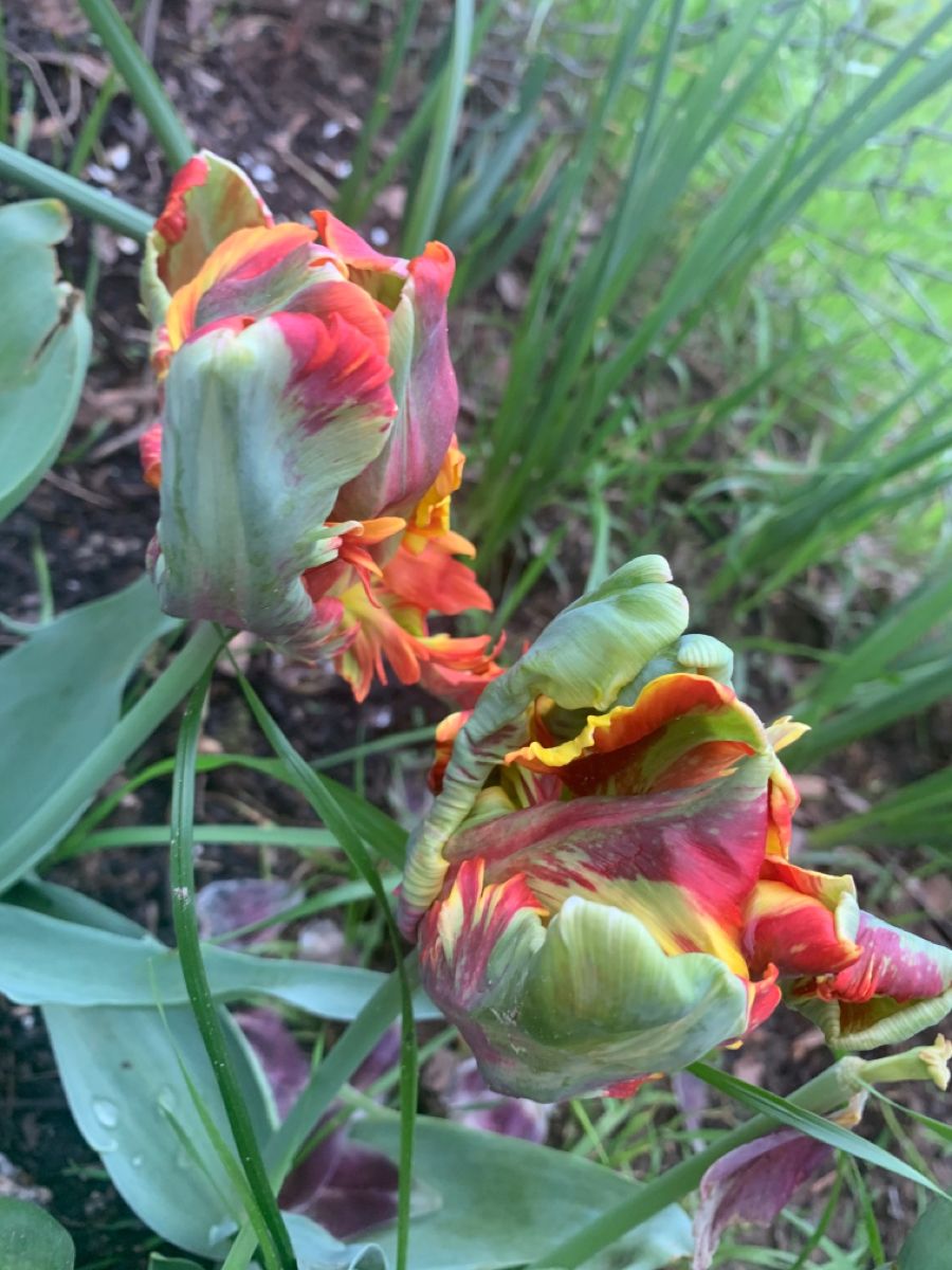 Detail Rainbow Parrot Tulip Nomer 12