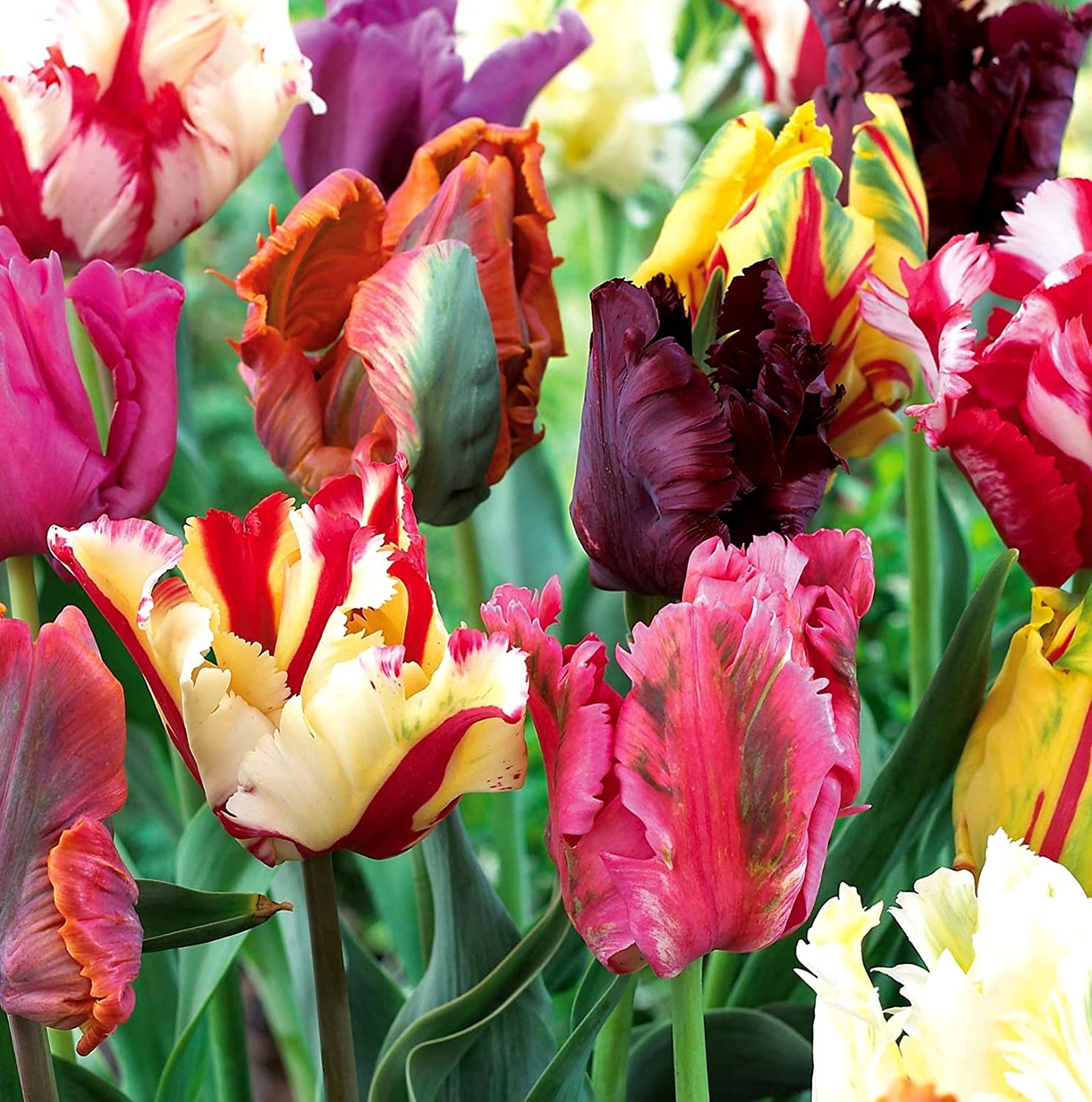 Detail Rainbow Parrot Tulip Nomer 13