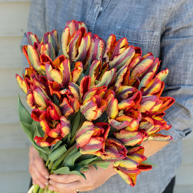 Detail Rainbow Parrot Tulip Nomer 14