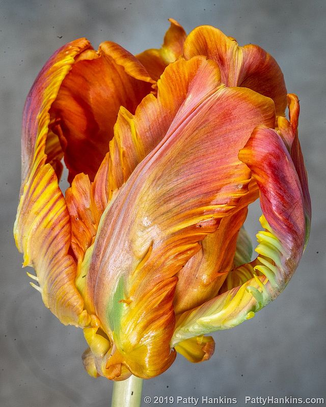 Detail Rainbow Parrot Tulip Nomer 16