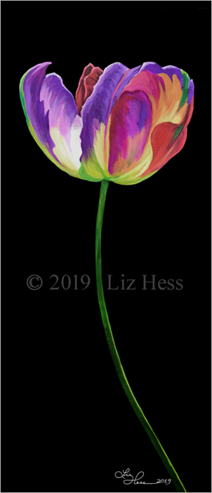Detail Rainbow Parrot Tulip Nomer 17
