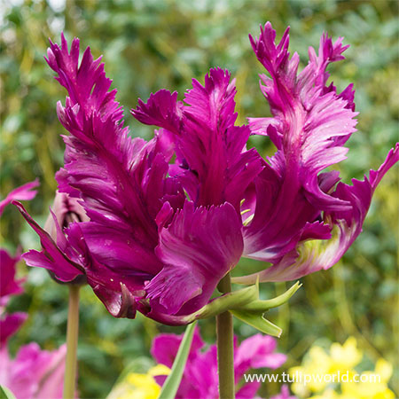 Detail Rainbow Parrot Tulip Nomer 18