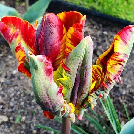 Detail Rainbow Parrot Tulip Nomer 3