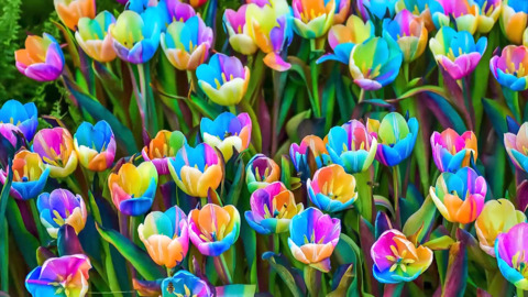 Detail Rainbow Parrot Tulip Nomer 19