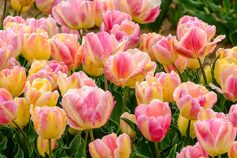 Detail Rainbow Parrot Tulip Nomer 20