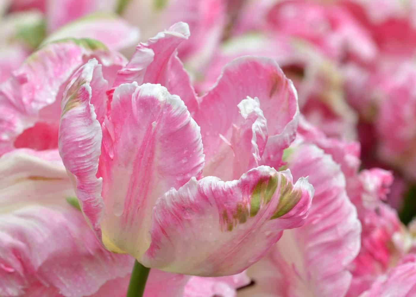 Detail Rainbow Parrot Tulip Nomer 22