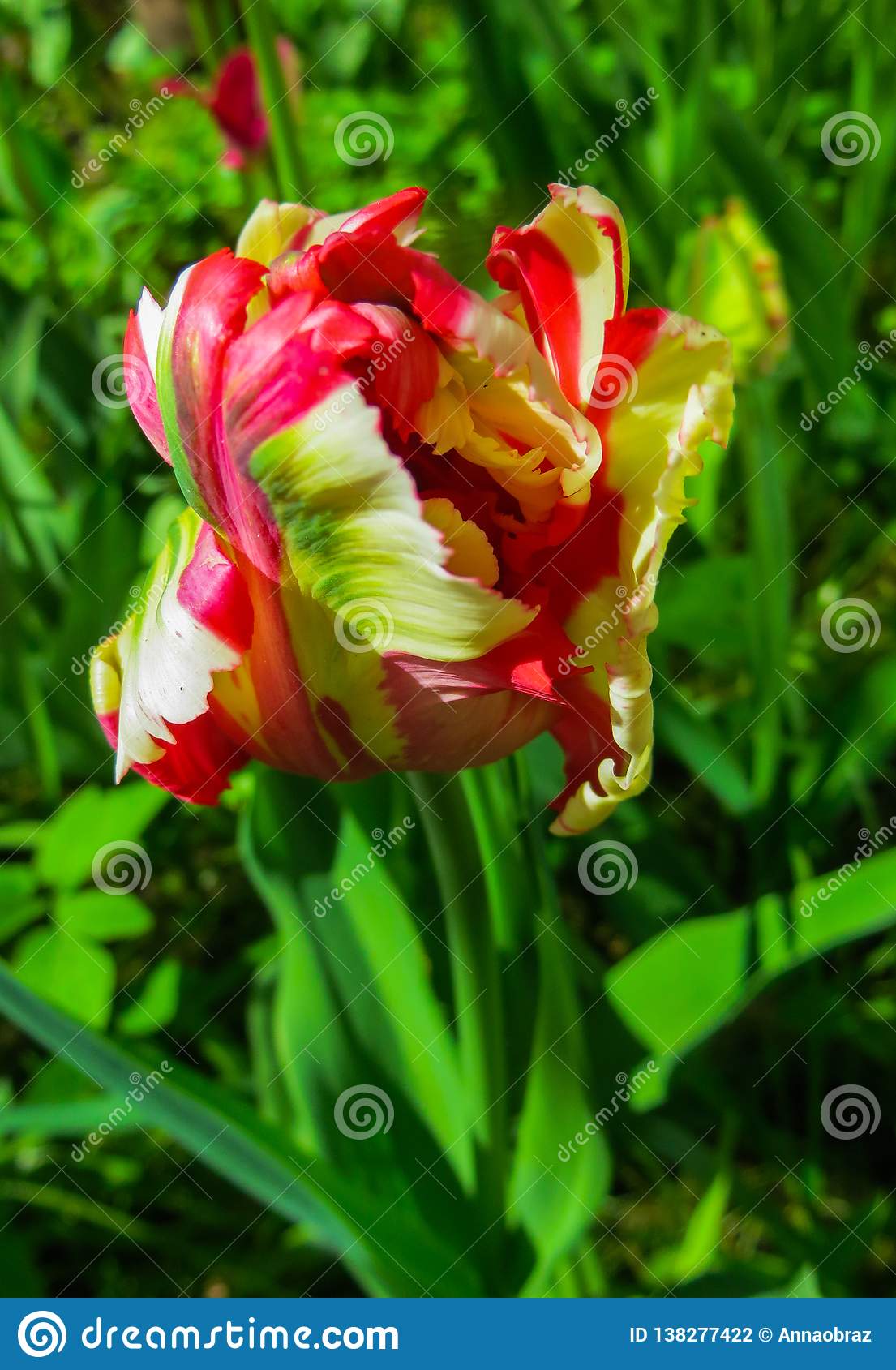 Detail Rainbow Parrot Tulip Nomer 23