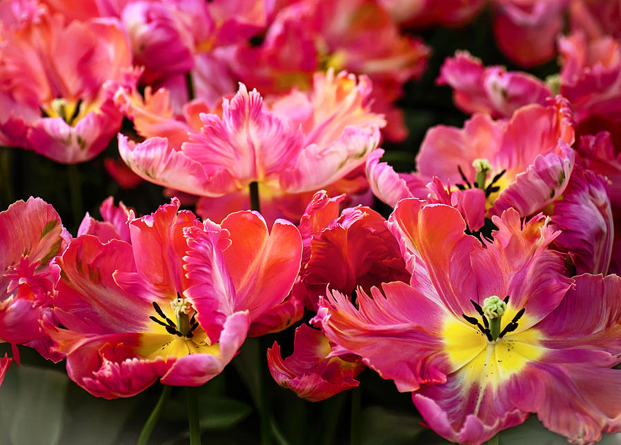 Detail Rainbow Parrot Tulip Nomer 25