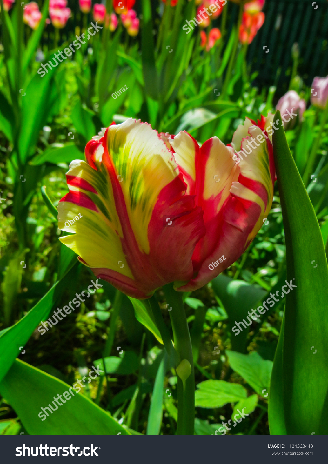 Detail Rainbow Parrot Tulip Nomer 26