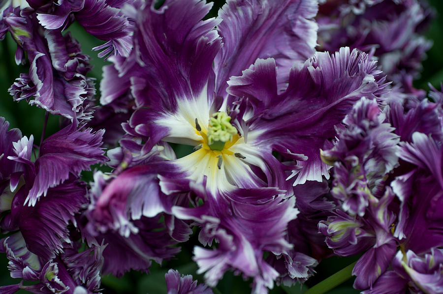 Detail Rainbow Parrot Tulip Nomer 27