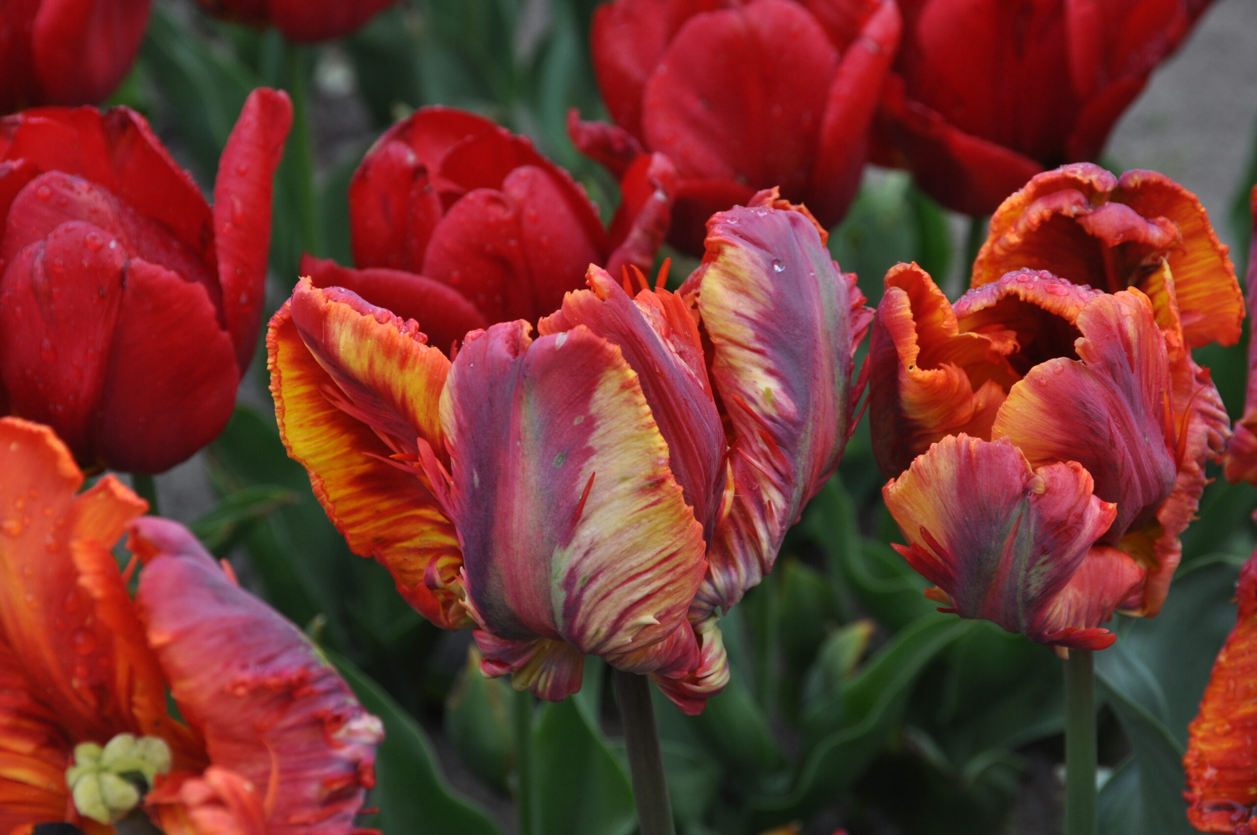 Detail Rainbow Parrot Tulip Nomer 28