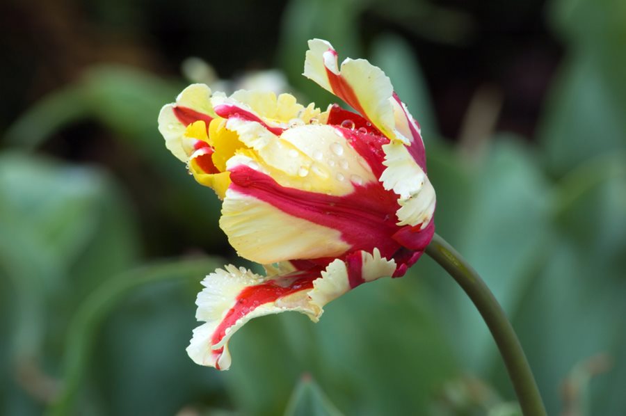 Detail Rainbow Parrot Tulip Nomer 30