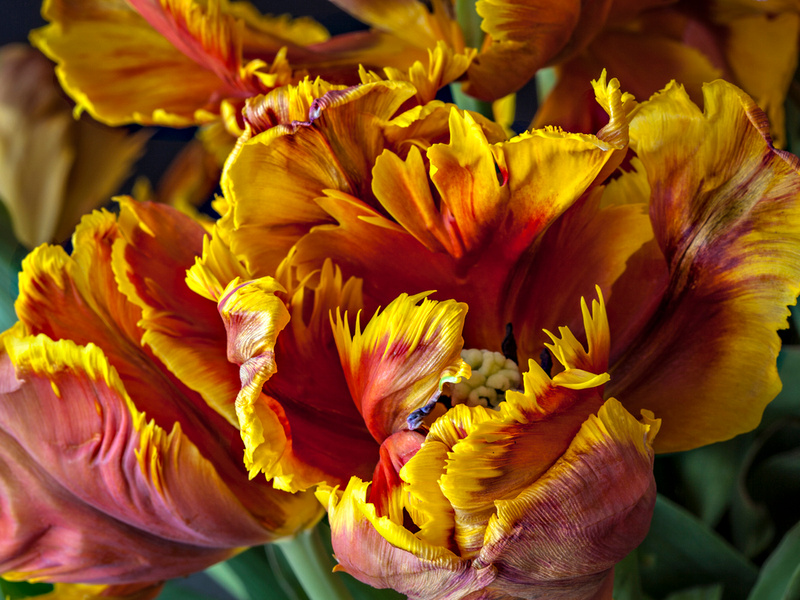 Detail Rainbow Parrot Tulip Nomer 31