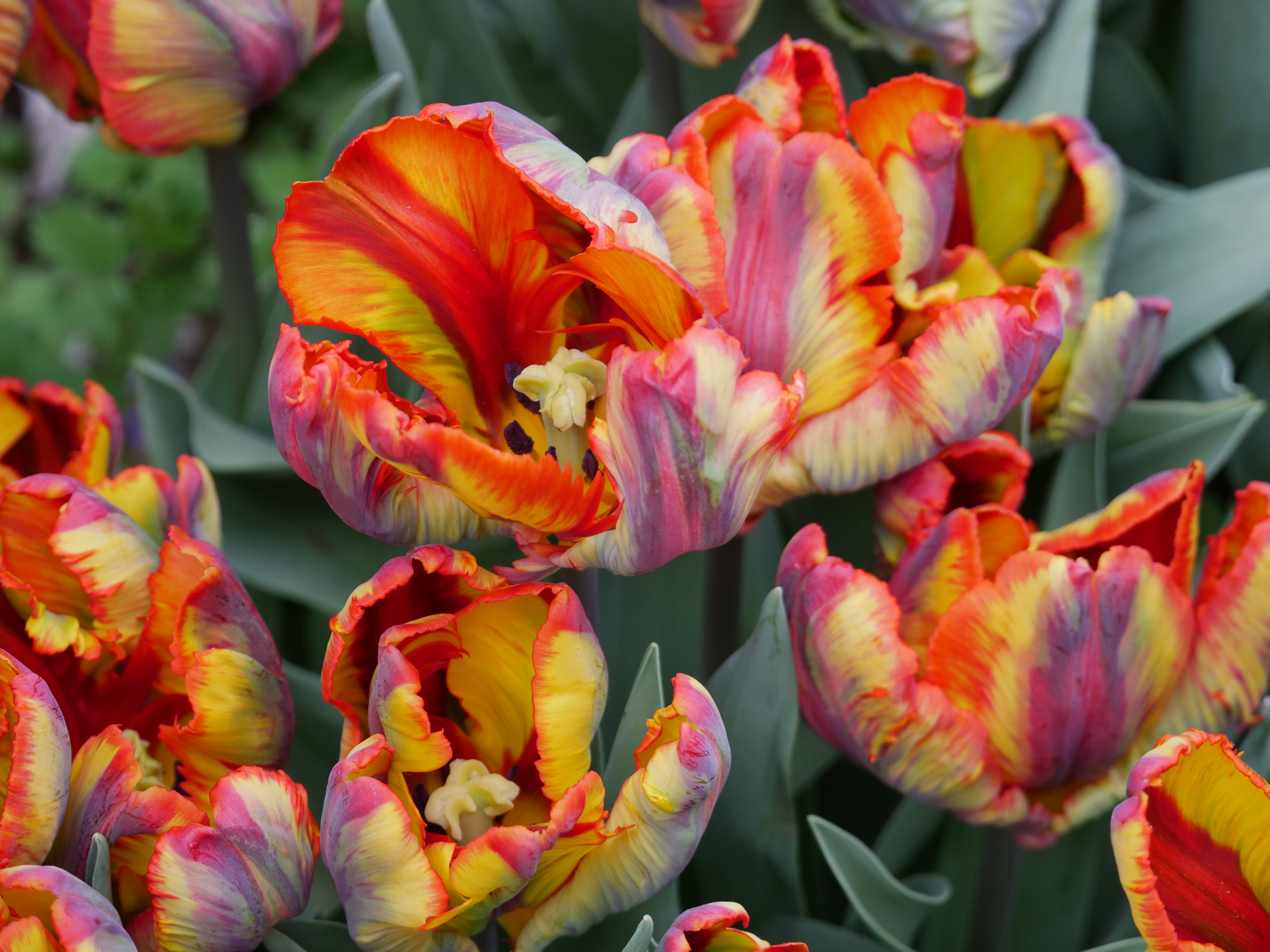 Detail Rainbow Parrot Tulip Nomer 32