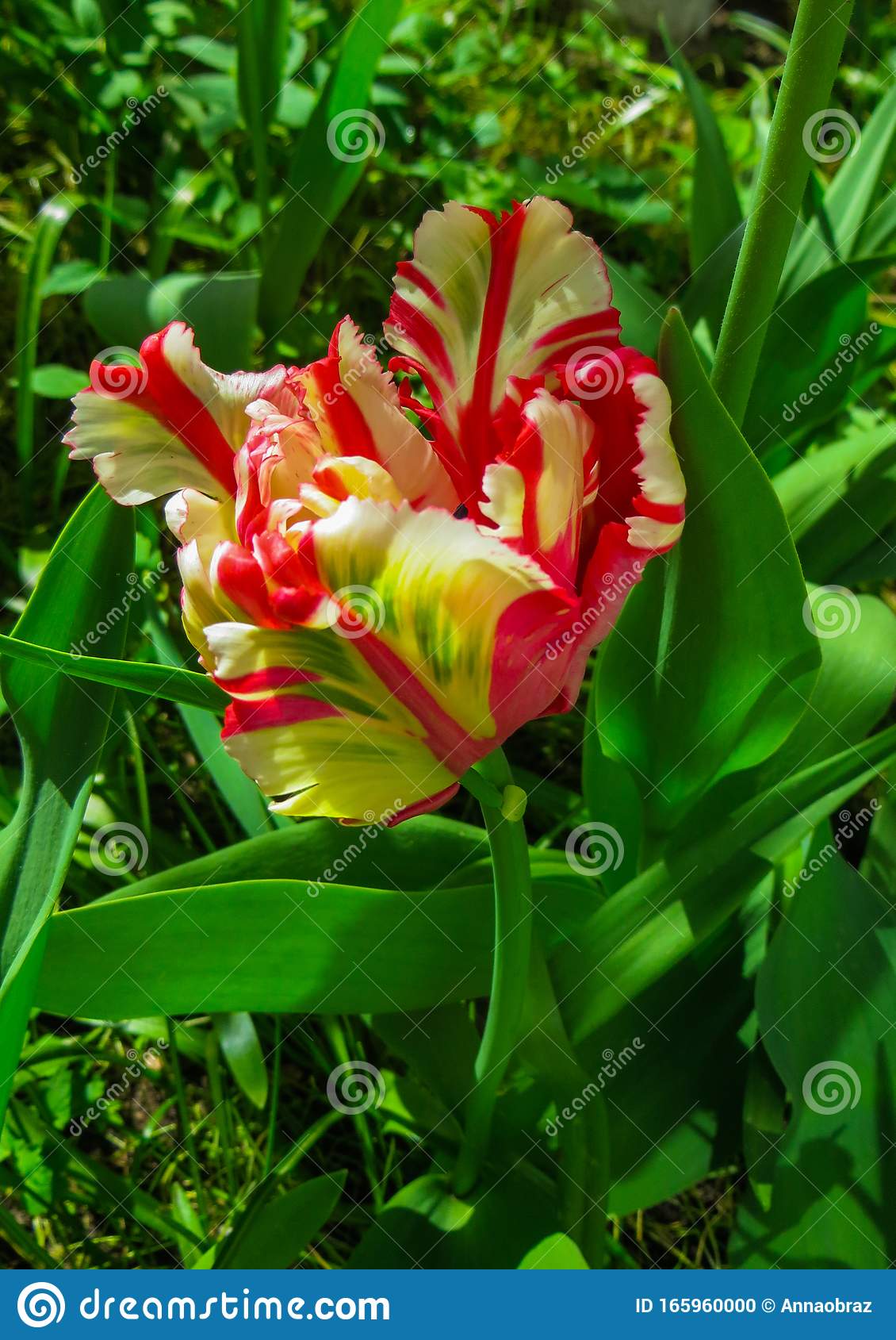 Detail Rainbow Parrot Tulip Nomer 33