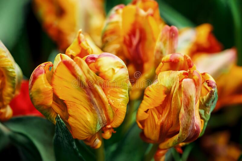 Detail Rainbow Parrot Tulip Nomer 35