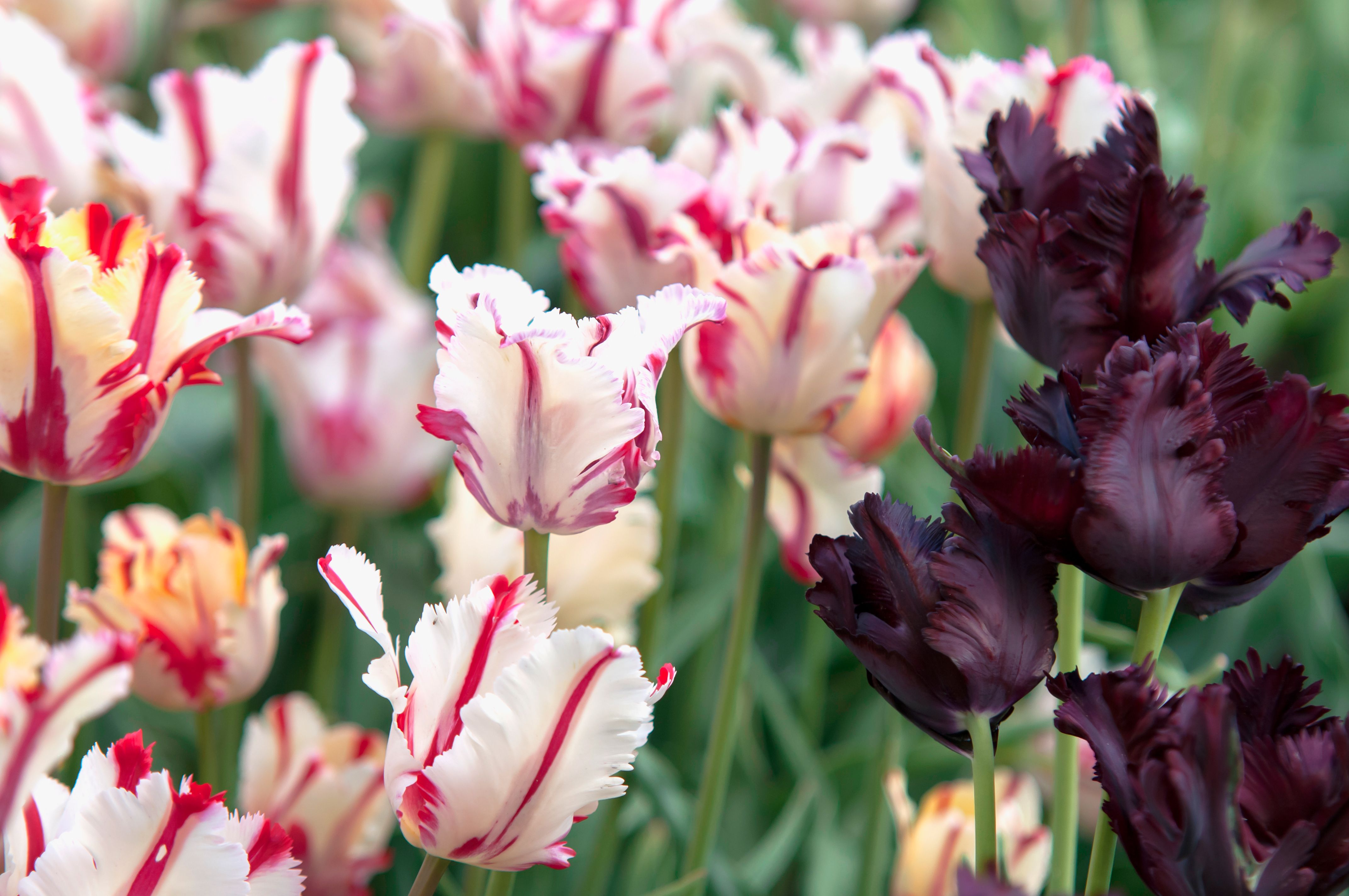 Detail Rainbow Parrot Tulip Nomer 5