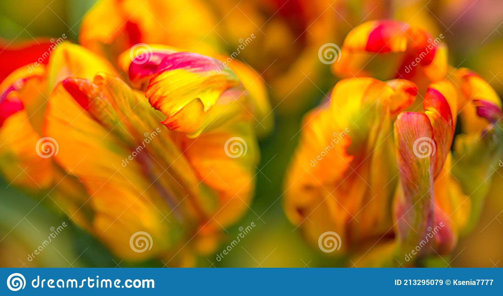 Detail Rainbow Parrot Tulip Nomer 36