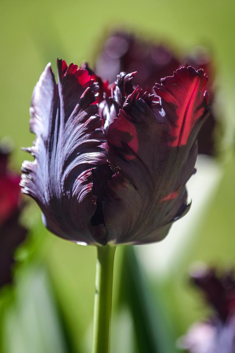 Detail Rainbow Parrot Tulip Nomer 37