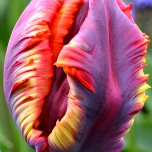 Detail Rainbow Parrot Tulip Nomer 38