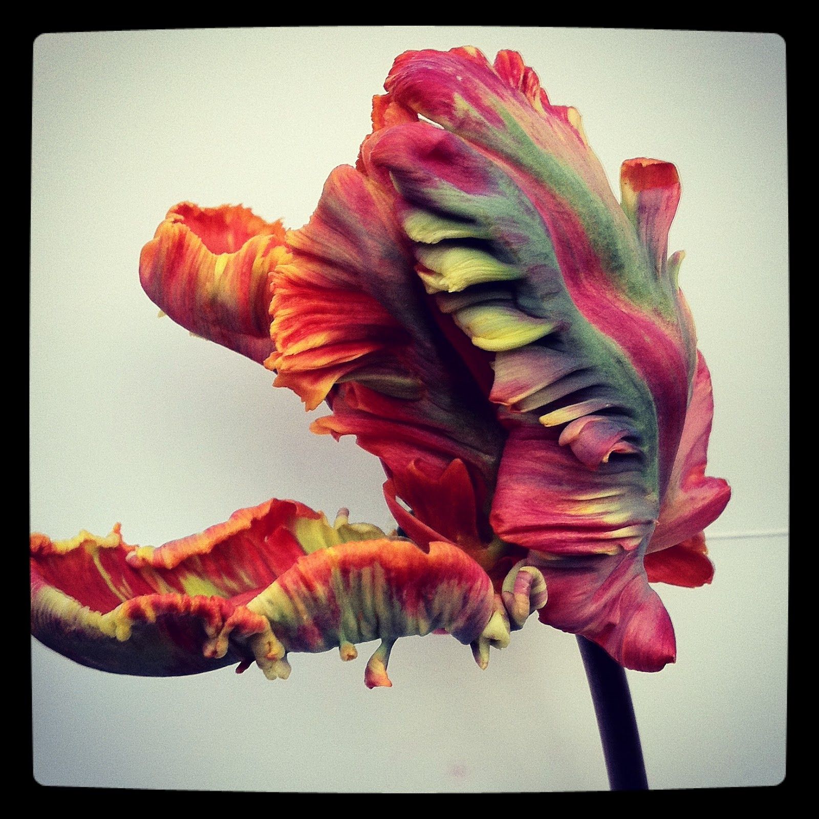 Detail Rainbow Parrot Tulip Nomer 40