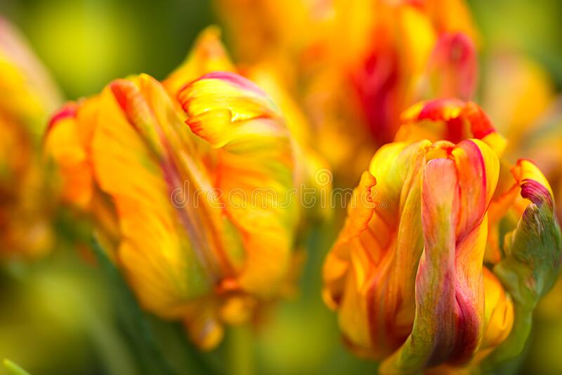 Detail Rainbow Parrot Tulip Nomer 42