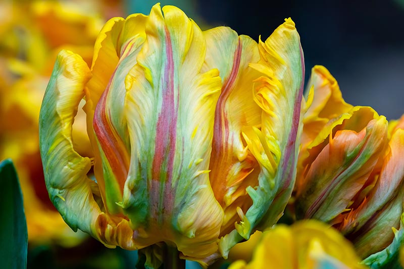 Detail Rainbow Parrot Tulip Nomer 43