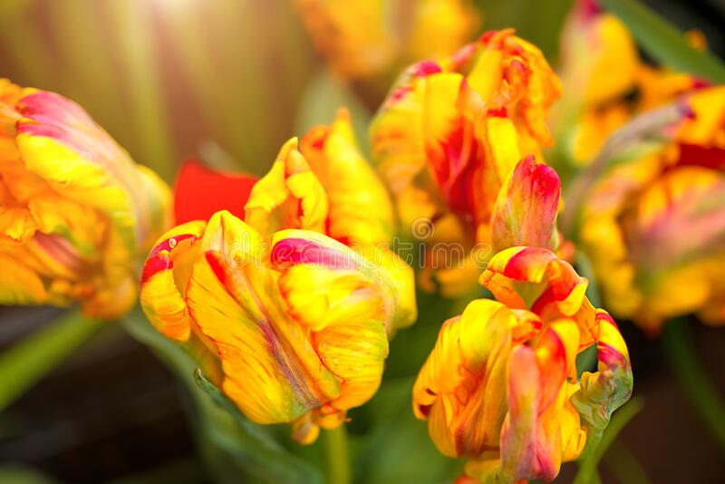 Detail Rainbow Parrot Tulip Nomer 44