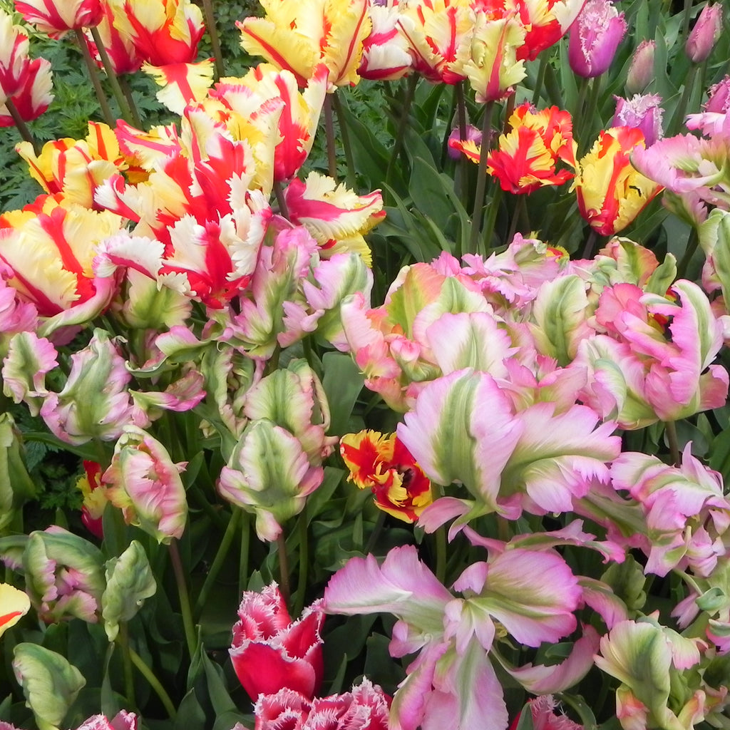 Detail Rainbow Parrot Tulip Nomer 45