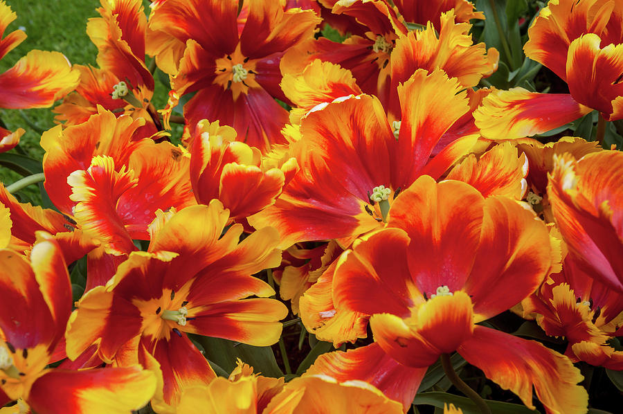 Detail Rainbow Parrot Tulip Nomer 47