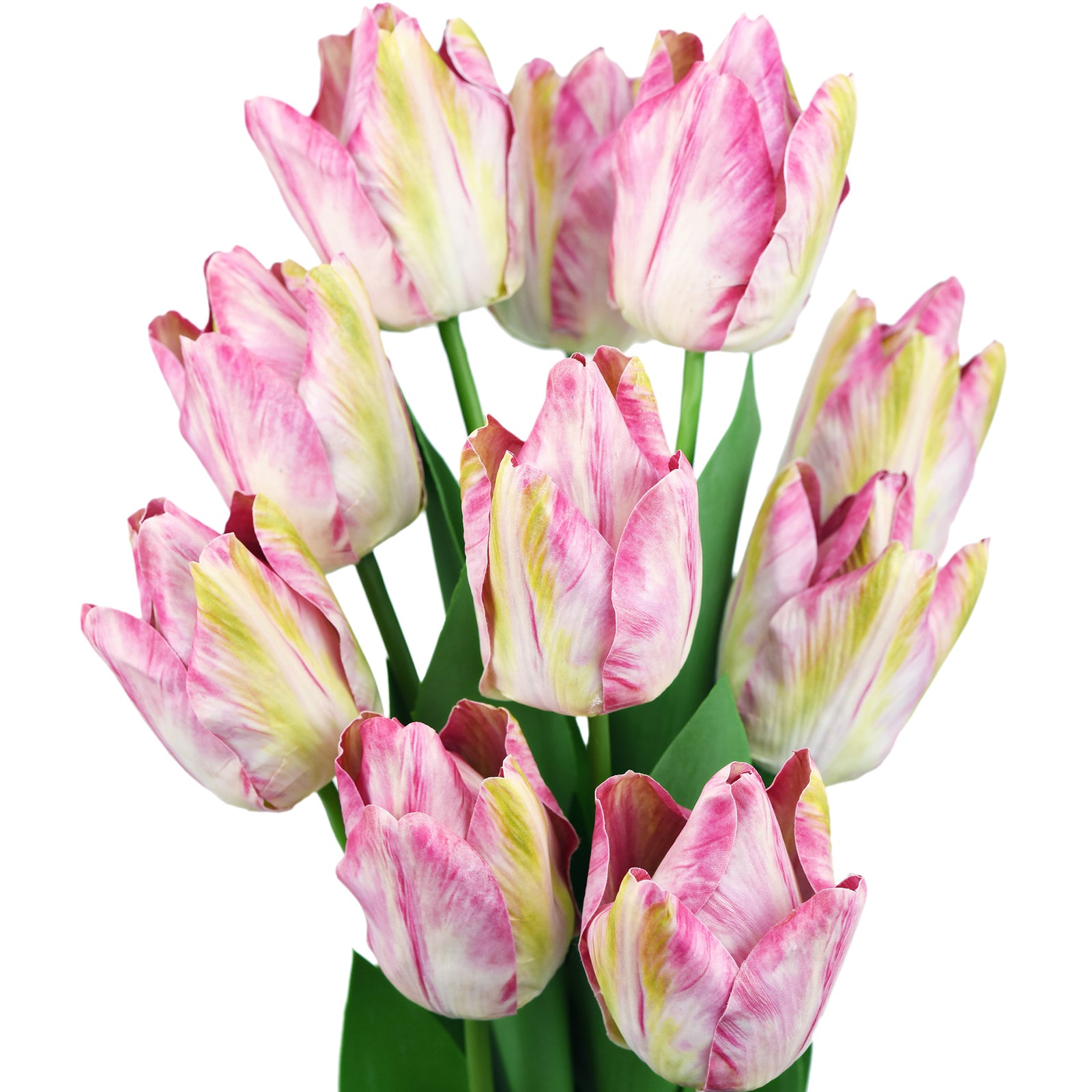 Detail Rainbow Parrot Tulip Nomer 48