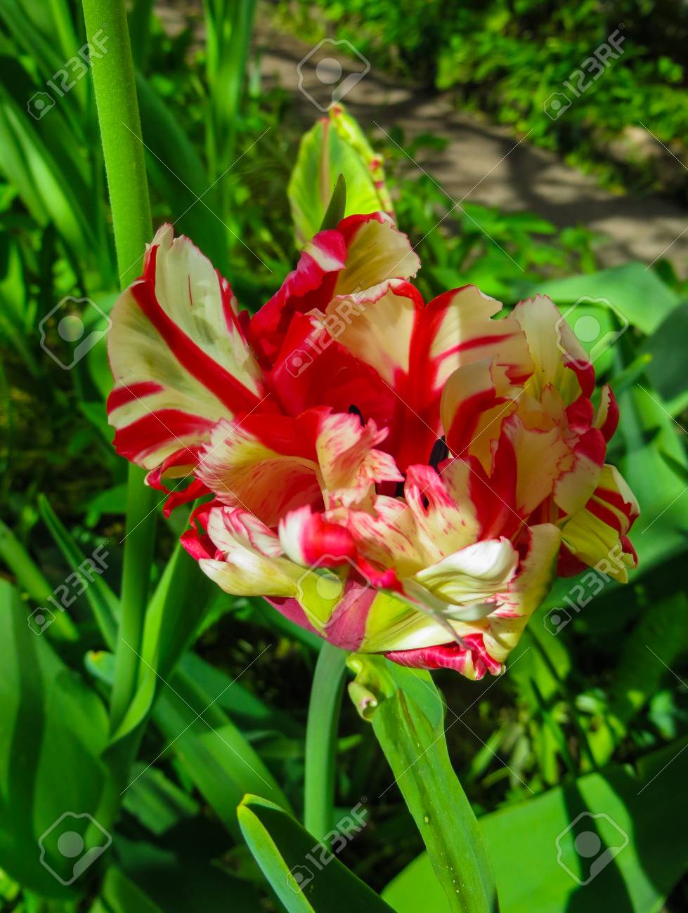 Detail Rainbow Parrot Tulip Nomer 49
