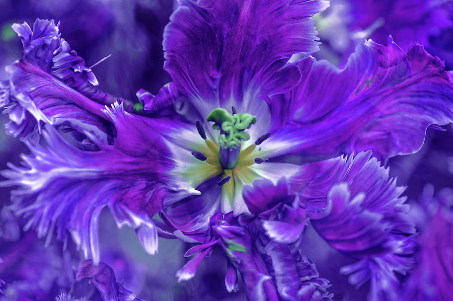 Detail Rainbow Parrot Tulip Nomer 50