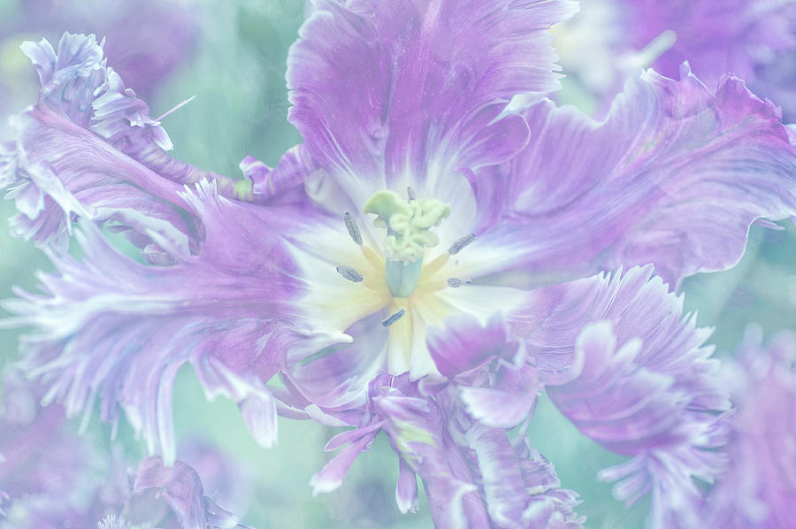 Detail Rainbow Parrot Tulip Nomer 51