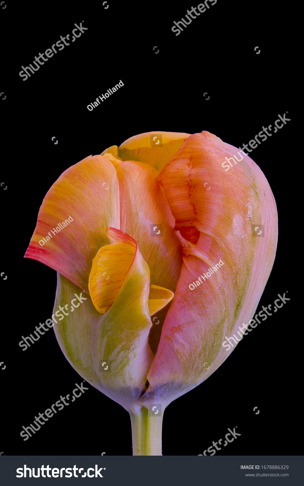 Detail Rainbow Parrot Tulip Nomer 52