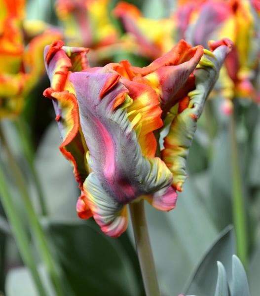 Detail Rainbow Parrot Tulip Nomer 7