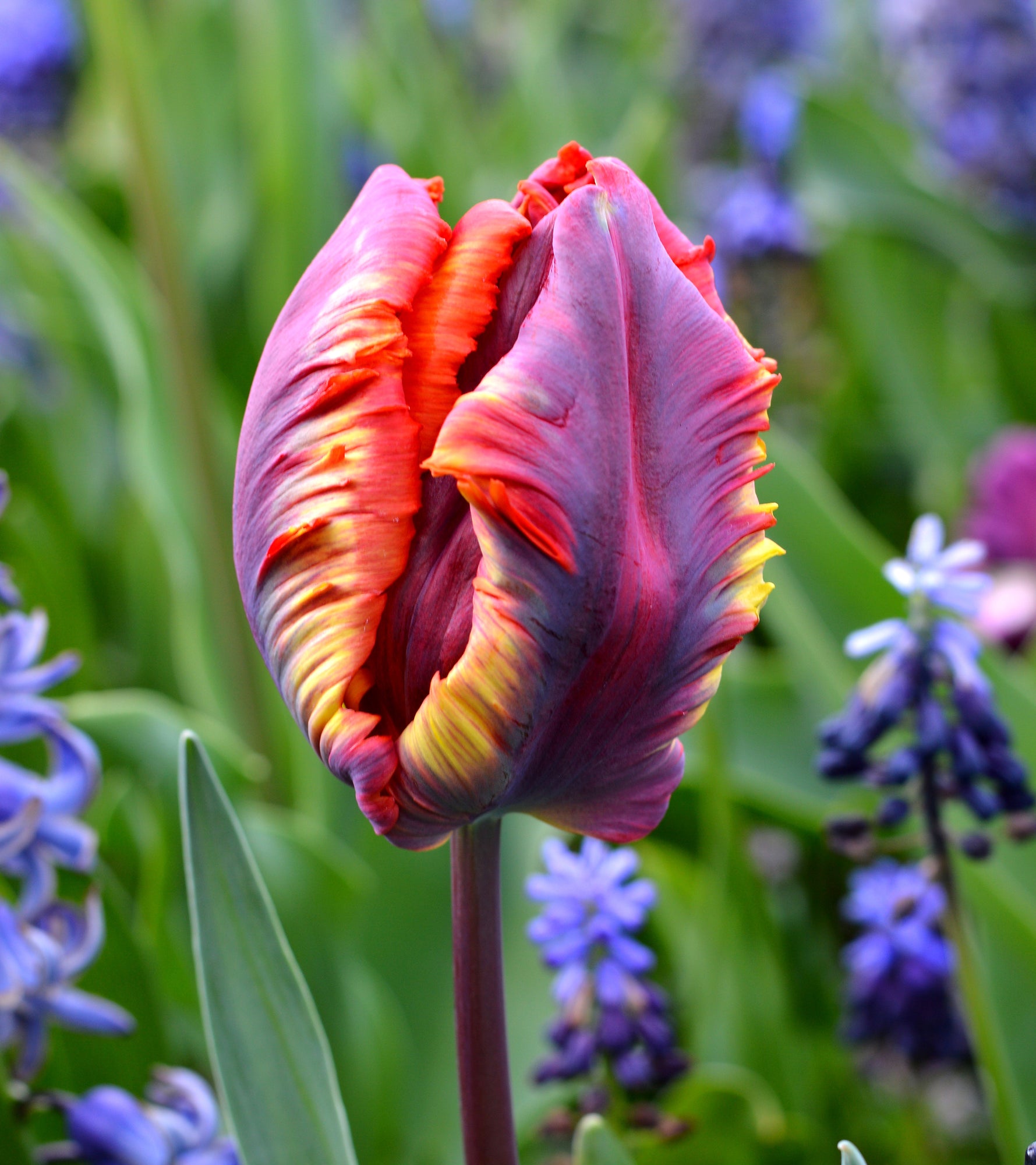 Detail Rainbow Parrot Tulip Bulbs Nomer 2