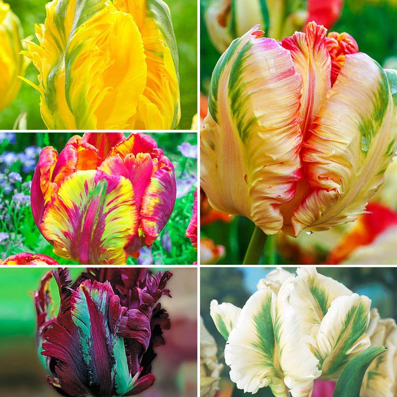 Detail Rainbow Parrot Tulip Bulbs Nomer 9