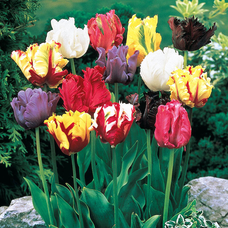 Detail Rainbow Parrot Tulip Bulbs Nomer 10