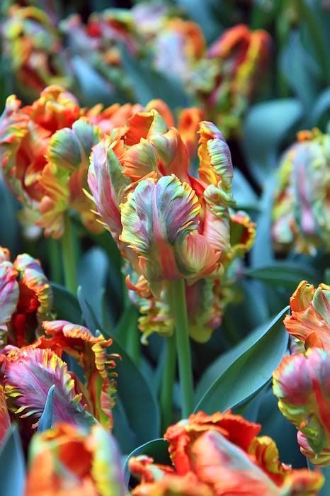 Detail Rainbow Parrot Tulip Bulbs Nomer 11