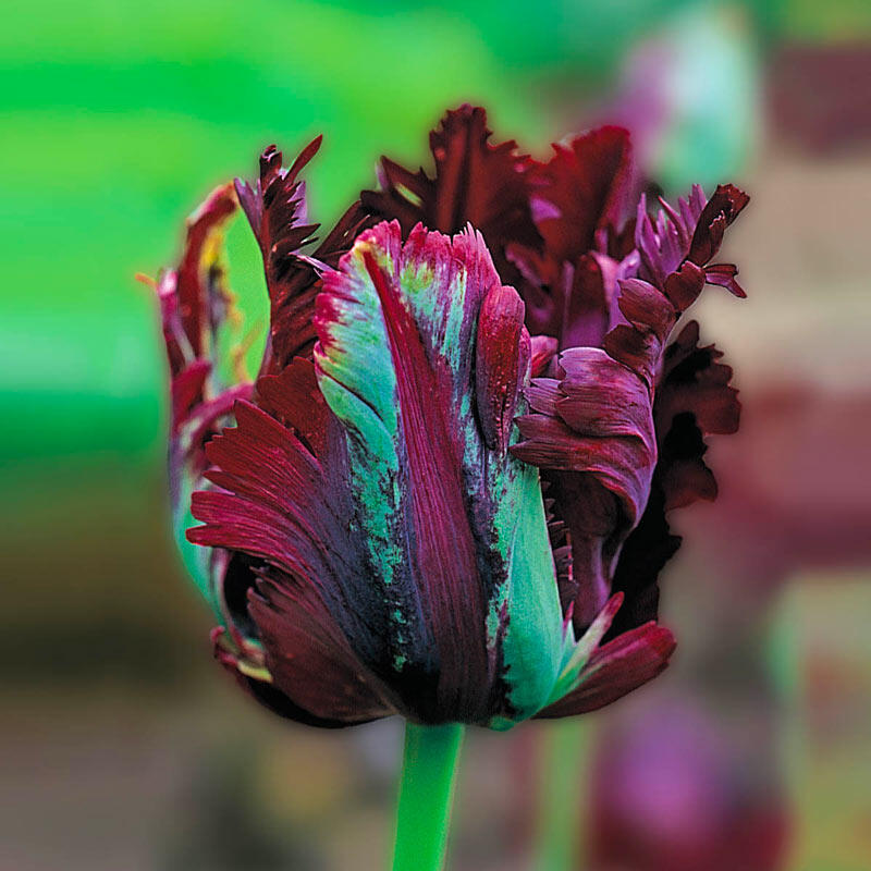 Detail Rainbow Parrot Tulip Bulbs Nomer 12