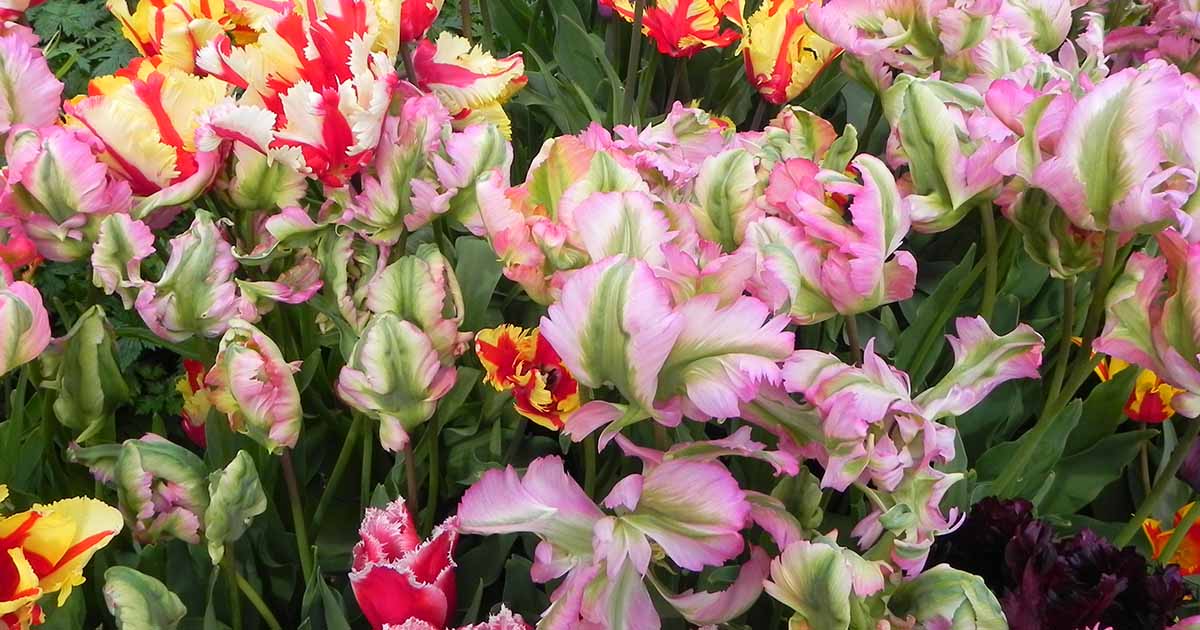 Detail Rainbow Parrot Tulip Bulbs Nomer 13