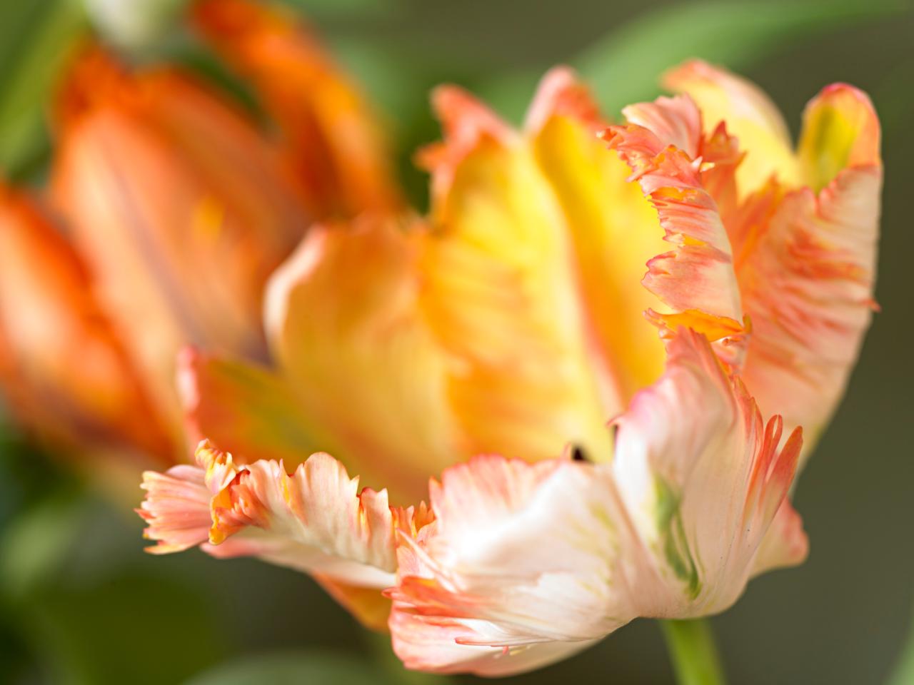 Detail Rainbow Parrot Tulip Bulbs Nomer 16