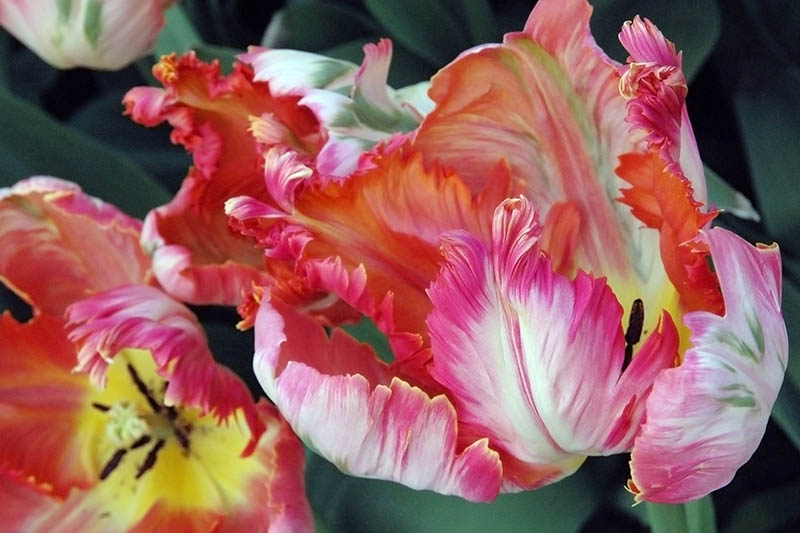 Detail Rainbow Parrot Tulip Bulbs Nomer 26