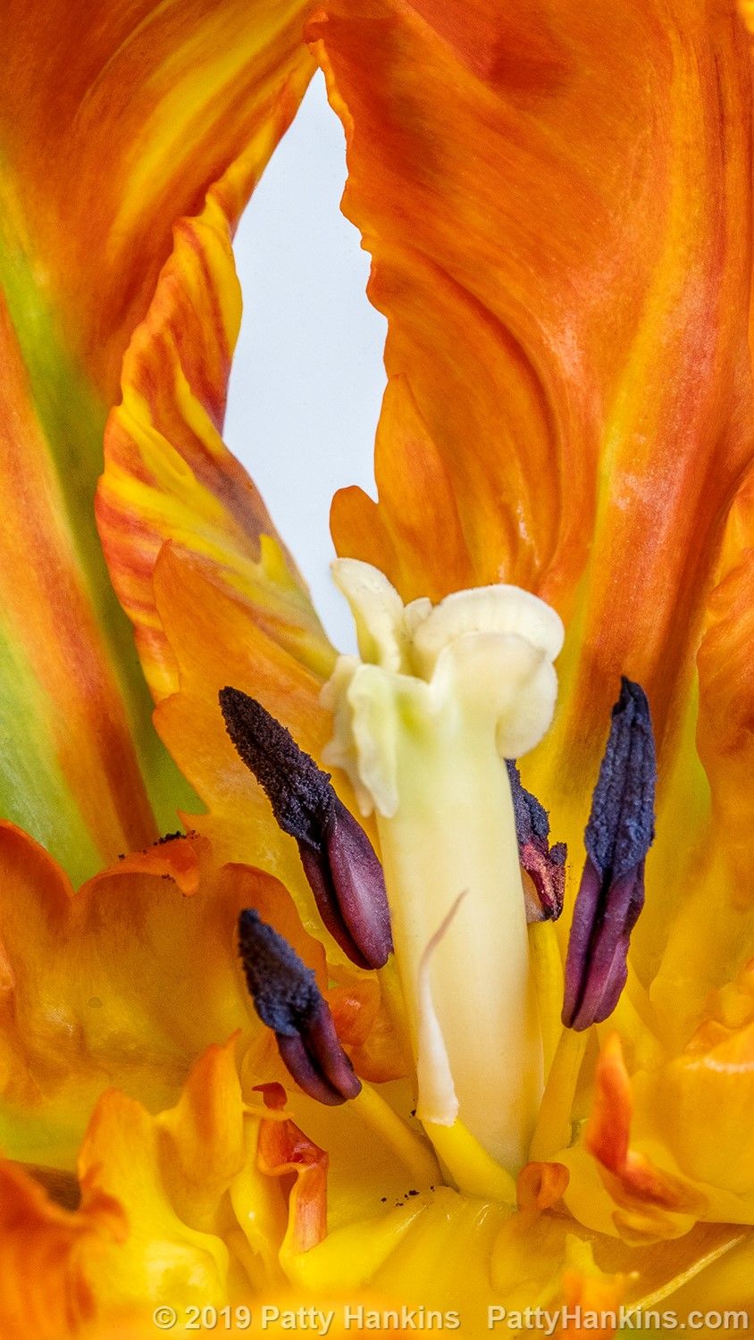 Detail Rainbow Parrot Tulip Bulbs Nomer 27