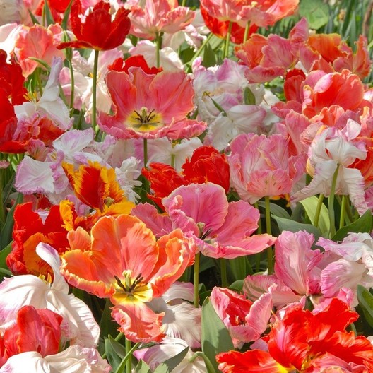 Detail Rainbow Parrot Tulip Bulbs Nomer 29