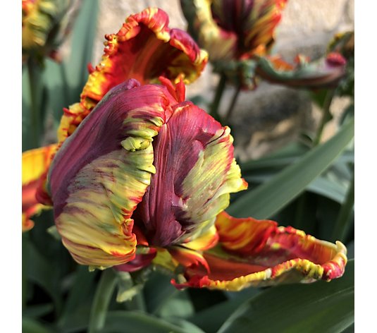 Detail Rainbow Parrot Tulip Bulbs Nomer 31