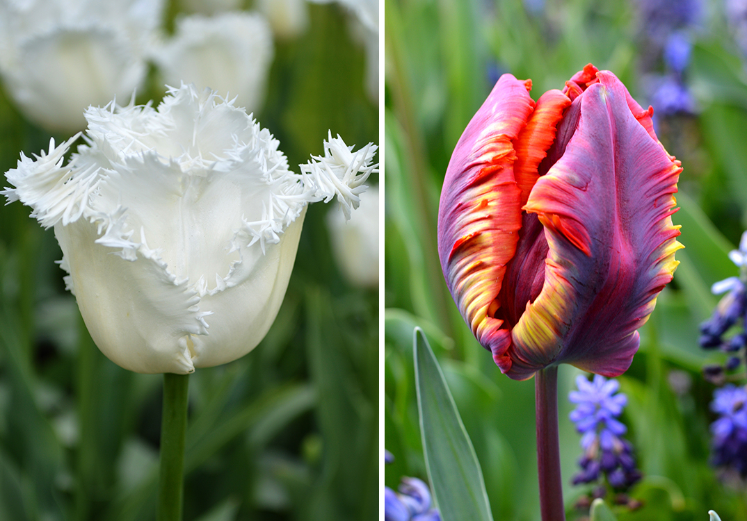 Detail Rainbow Parrot Tulip Bulbs Nomer 32